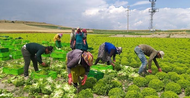 Mevsimlik Tarım İşçilerinin SGK Kapsamına Alınması Talebine İlişkin Soru Önergesi
