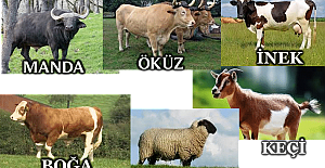 Koyun ve Keçi Türü ve Sığır Cinsi Hayvanları İlgilendiren Yönetmelikte Değişiklik