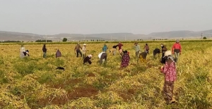 Mevsimlik Tarım İşçileriyle İlgili Çeşitli Verilere İlişkin Soru Önergesi (2 Nisan 2021)